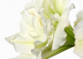 hippeastrum Polar Belle (3)